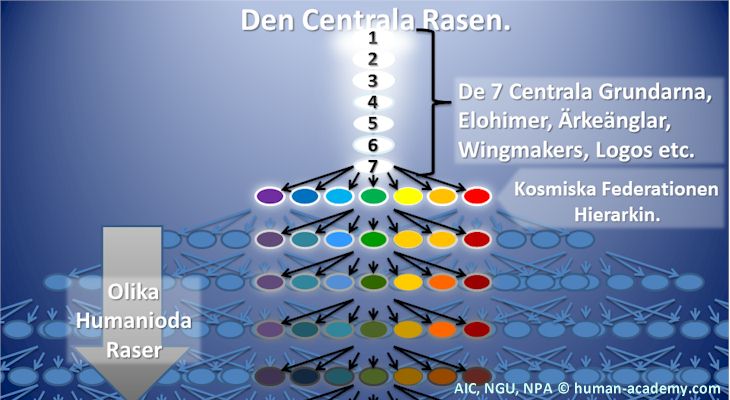 De sju centrala grundarna av de mänskliga raserna